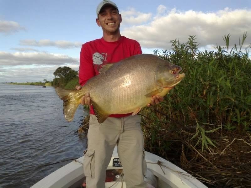 Ejemplar grande de Pacú en el río